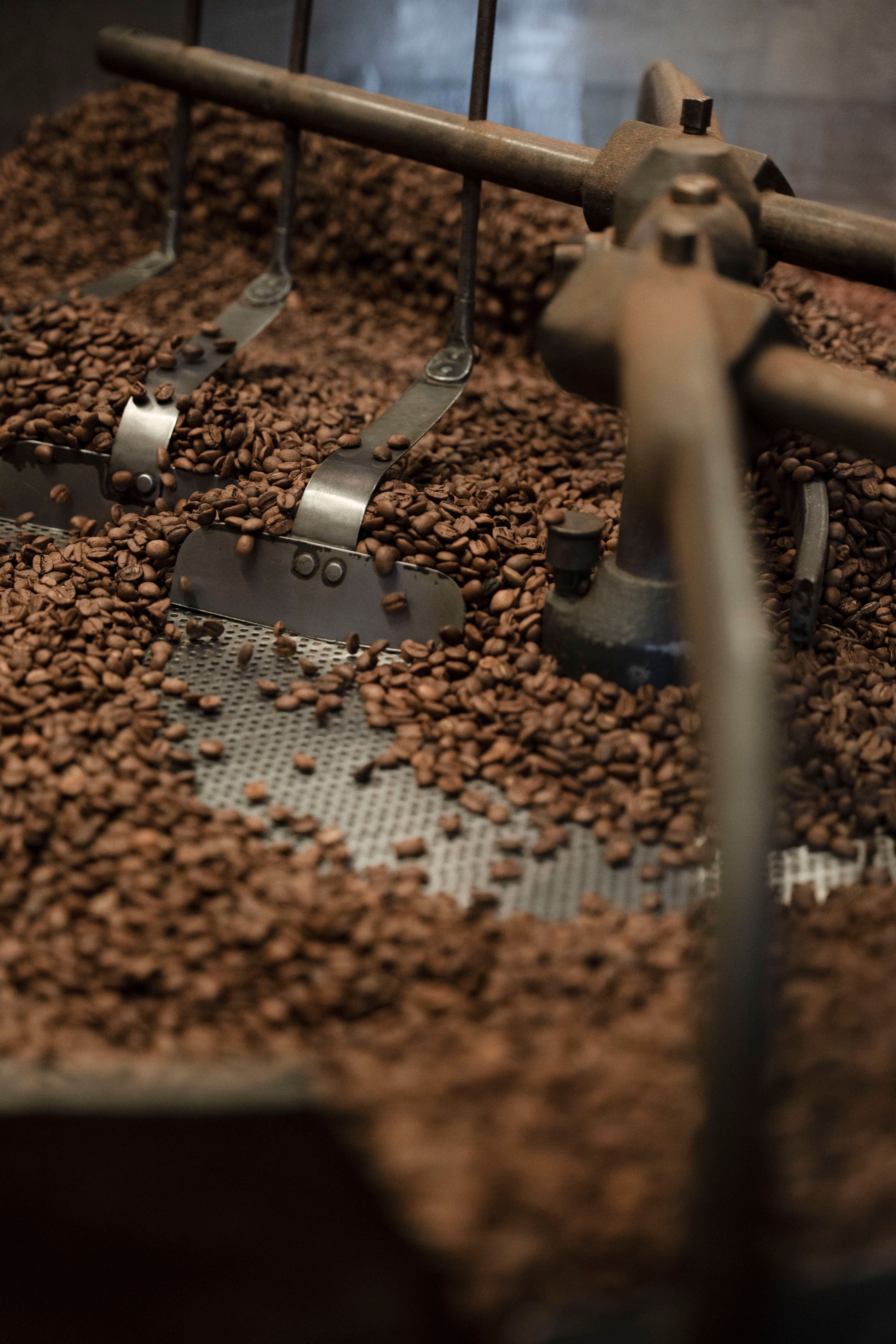 Granos de café en tostadora