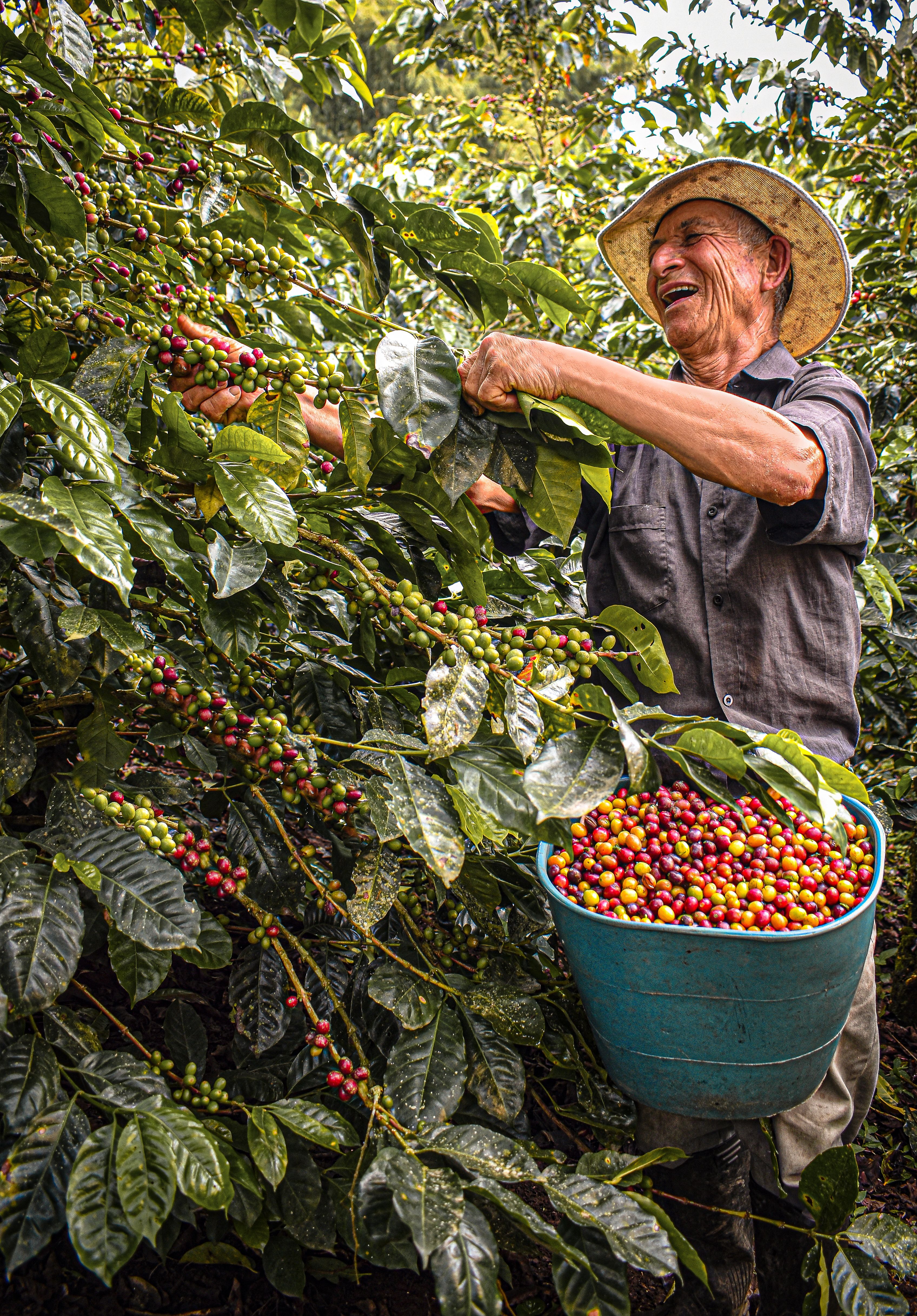 Cosecha de cerezas de café en Bolivia