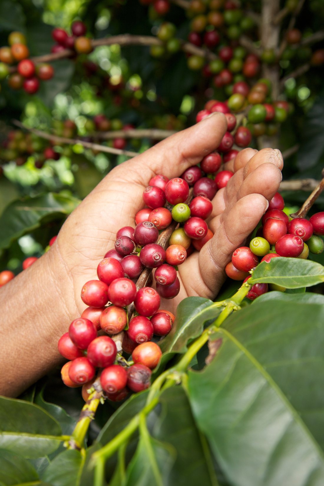 Cosecha de cerezas de café